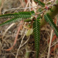 Aeschynomene indica L.